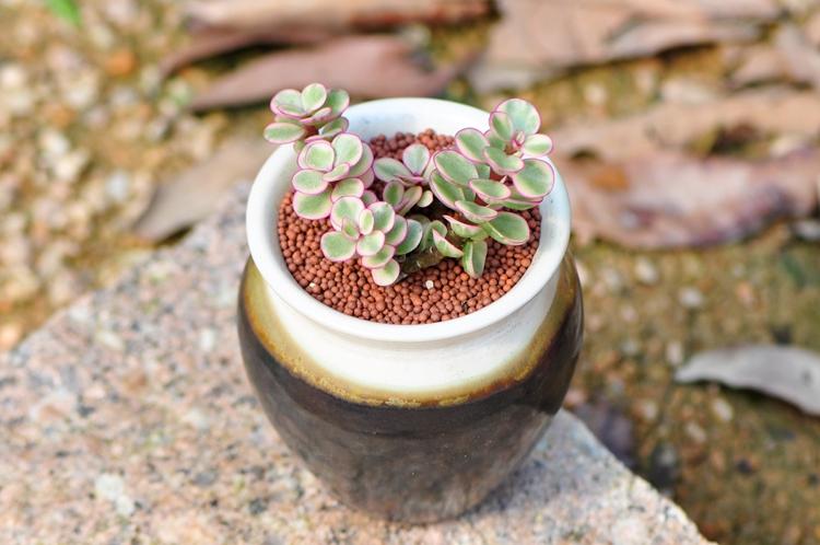 多肉雅乐之舞蚜虫怎么治？-第1张图片-吾爱花网