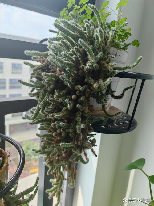 多肉雅乐之舞蚜虫怎么治？-第2张图片-吾爱花网