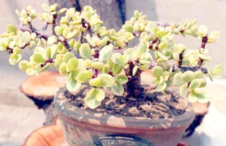 多肉雅乐之舞蚜虫怎么治？-第3张图片-吾爱花网