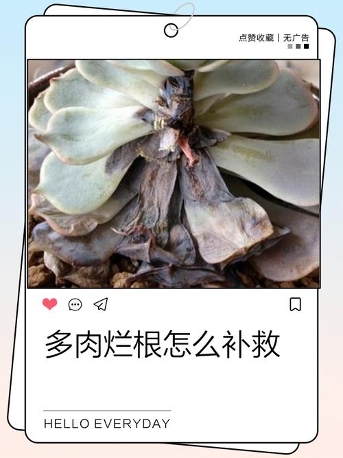 多肉气根要剪吗？不剪会怎样？-第1张图片-吾爱花网