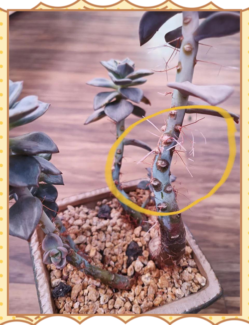 多肉气根要剪吗？不剪会怎样？-第2张图片-吾爱花网