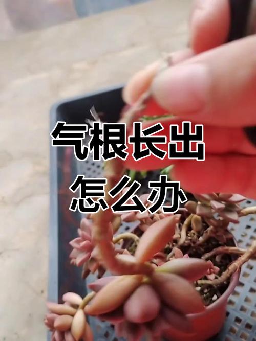 多肉气根要剪吗？不剪会怎样？-第3张图片-吾爱花网