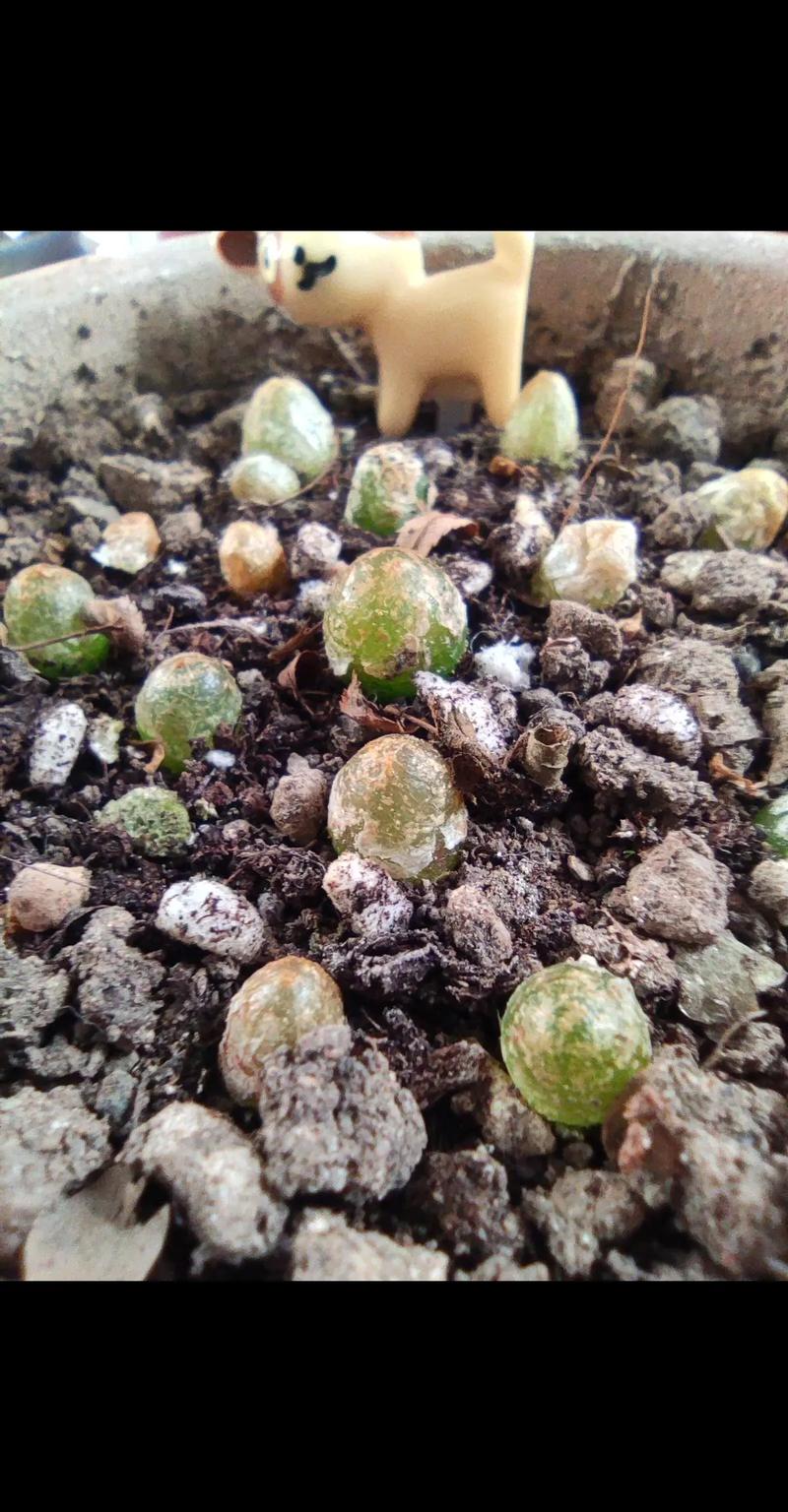 灯泡多肉种下多久能发芽？-第1张图片-吾爱花网