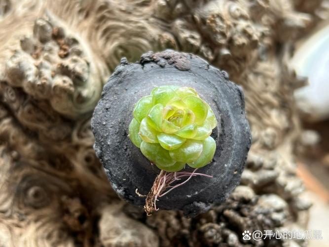 灯泡多肉种下多久能发芽？-第3张图片-吾爱花网