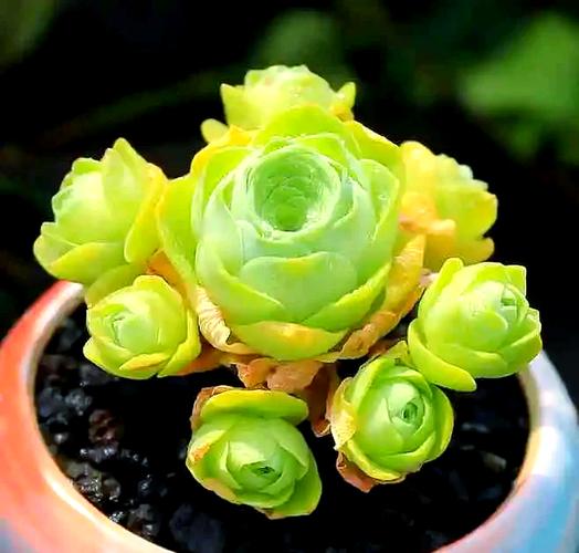 山地玫瑰是哪种多肉？-第2张图片-吾爱花网