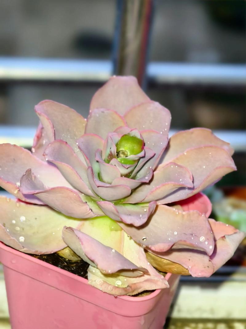 山地玫瑰是哪种多肉？-第3张图片-吾爱花网