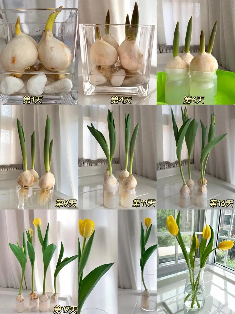 盆栽郁金香花栽培关键要点是什么?-第1张图片-吾爱花网 盆栽郁金香花栽培关键要点是什么?-第1张图片-吾爱花网