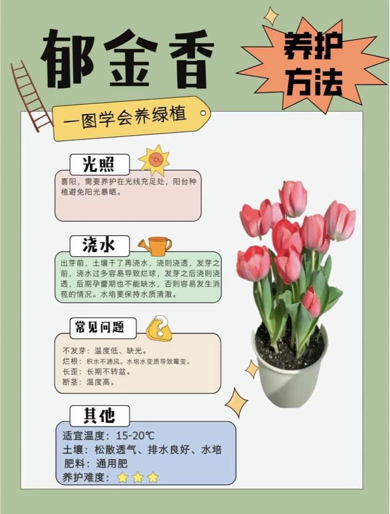 盆栽郁金香花栽培关键要点是什么?-第2张图片-吾爱花网 盆栽郁金香花栽培关键要点是什么?-第2张图片-吾爱花网