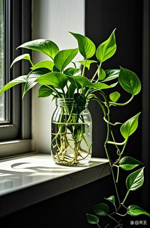 水培绿萝怎样避免黄叶？-第1张图片-吾爱花网