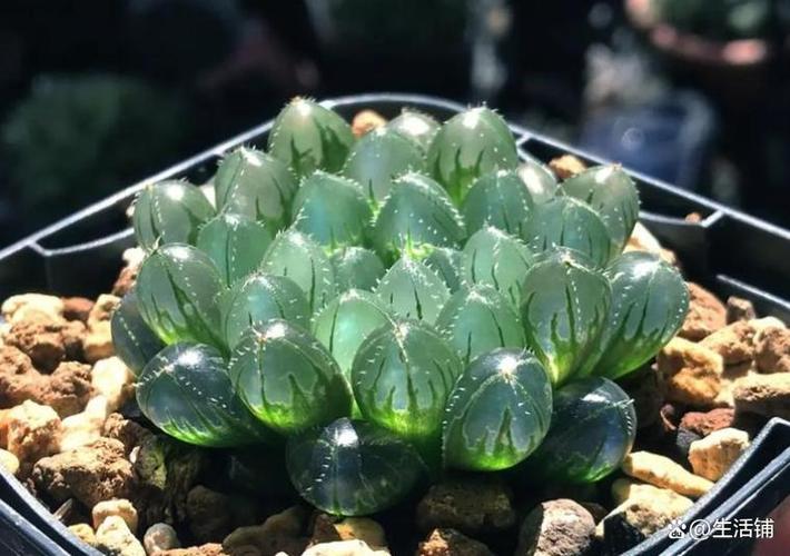 多肉叶片透明了还能救活吗？-第1张图片-吾爱花网