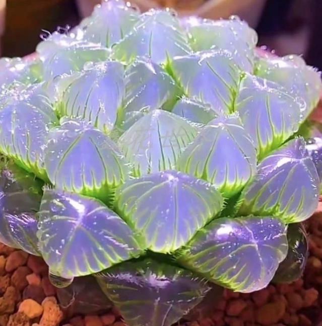 多肉叶片透明了还能救活吗？-第2张图片-吾爱花网