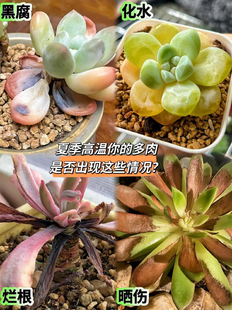 多肉叶片透明了还能救活吗？-第3张图片-吾爱花网