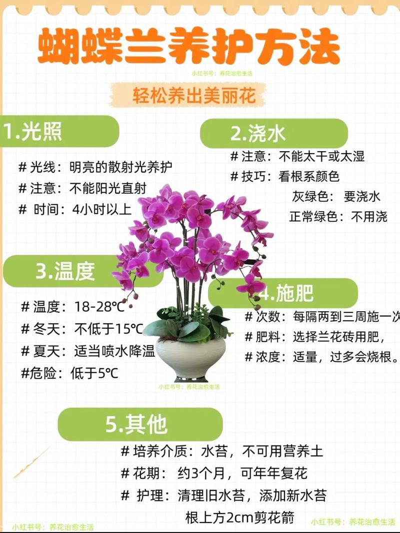 室内盆栽护理有哪些关键技巧？-第3张图片-吾爱花网