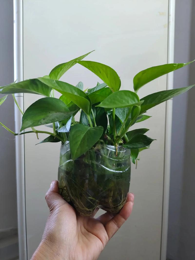 冬天绿萝能直接转水培吗？-第1张图片-吾爱花网