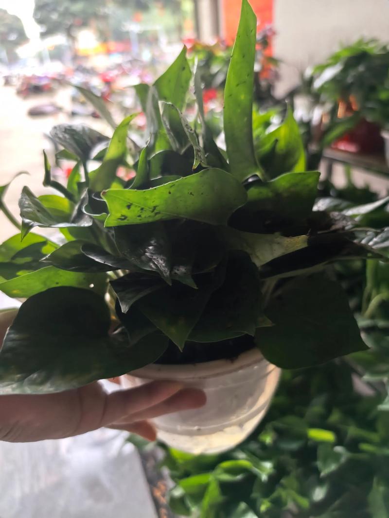 冬天绿萝能直接转水培吗？-第3张图片-吾爱花网