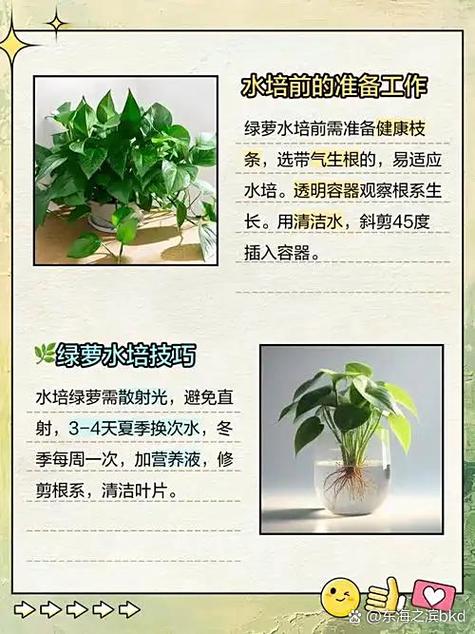 冬天绿萝能直接转水培吗？-第2张图片-吾爱花网