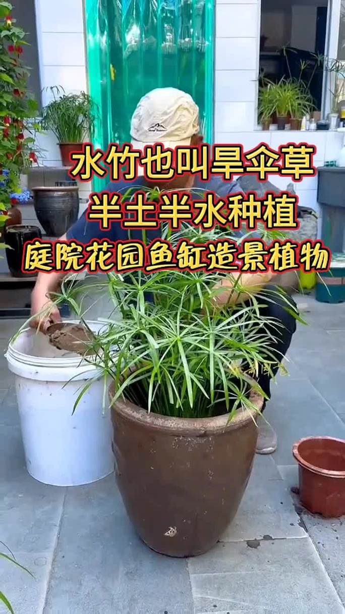哪些植物适合半土半水栽培？-第2张图片-吾爱花网