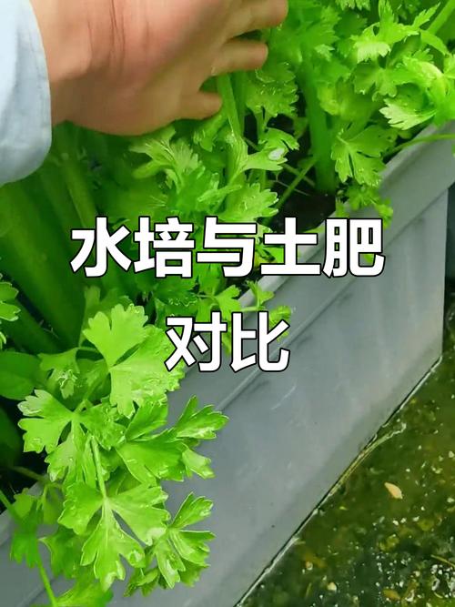 哪些植物适合半土半水栽培？-第1张图片-吾爱花网