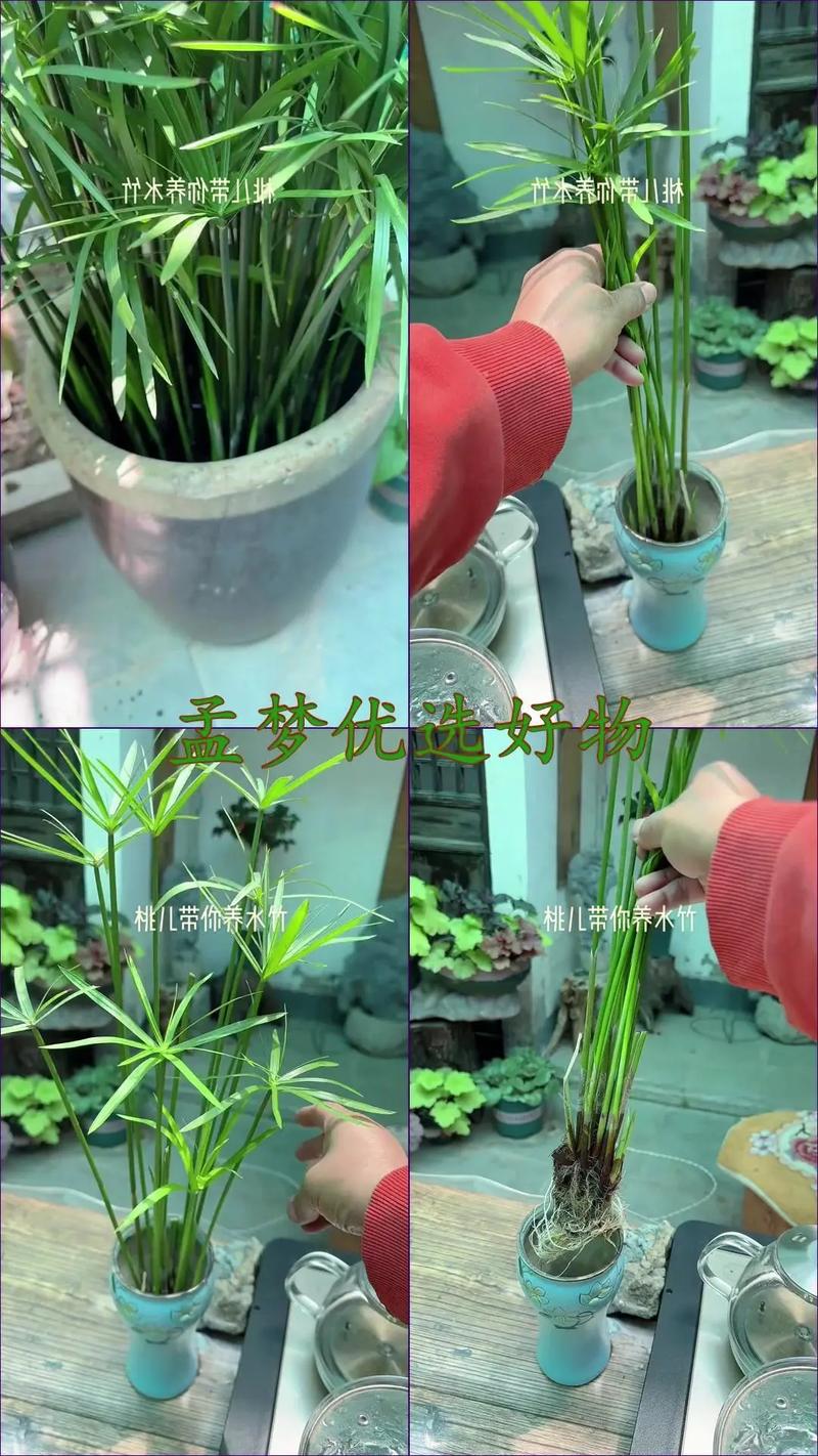 哪些植物适合半土半水栽培？-第3张图片-吾爱花网