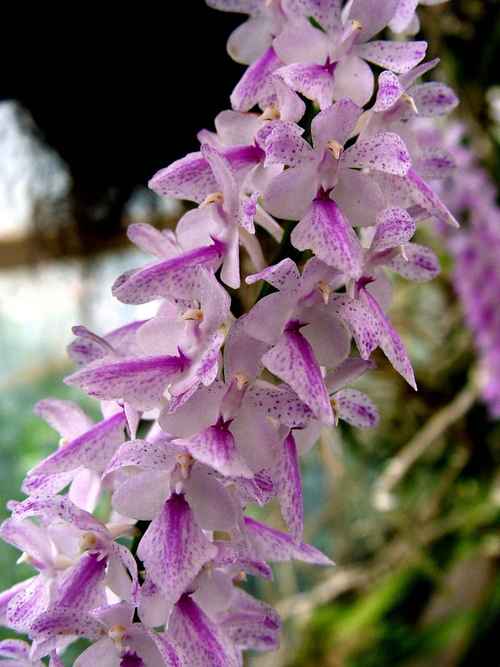 多花指甲兰盆栽怎么养才爆花？-第2张图片-吾爱花网