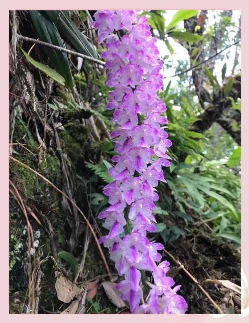 多花指甲兰盆栽怎么养才爆花?-第1张图片-吾爱花网 多花指甲兰盆栽怎么养才爆花?-第1张图片-吾爱花网