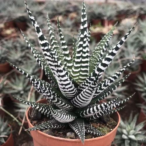 斑马多肉怎么养?-第1张图片-吾爱花网 斑马多肉怎么养?-第1张图片-吾爱花网