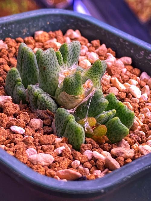 斑马多肉怎么养?-第3张图片-吾爱花网 斑马多肉怎么养?-第3张图片-吾爱花网