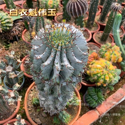 斑马多肉怎么养？-第2张图片-吾爱花网