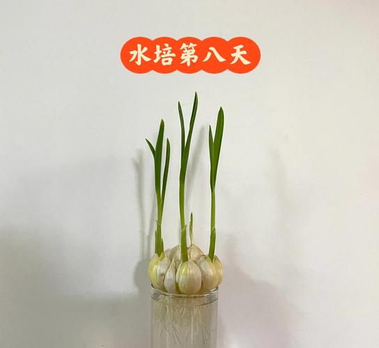 水培蒜苗移栽土里能活吗？-第2张图片-吾爱花网