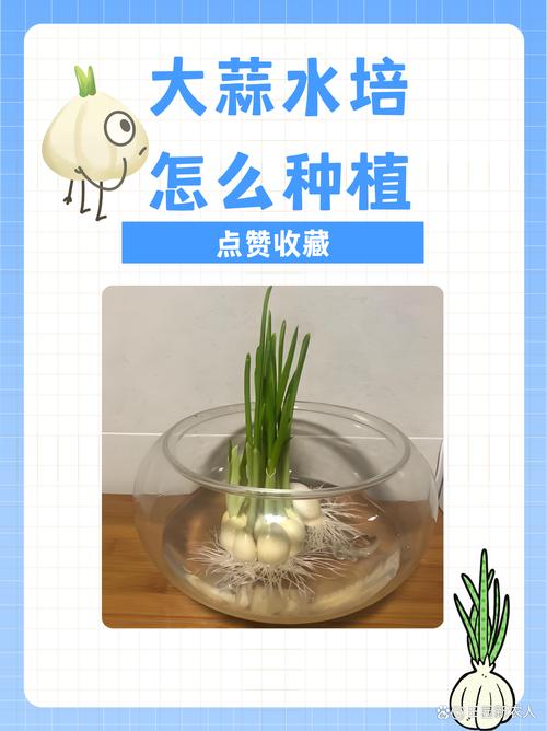 水培蒜苗移栽土里能活吗？-第3张图片-吾爱花网