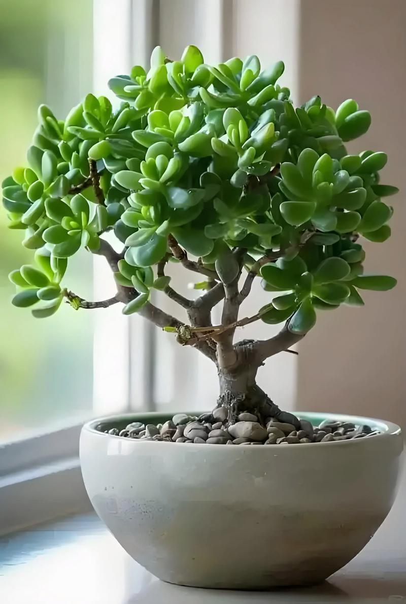 玉树盆栽有何独特功效与作用？-第1张图片-吾爱花网