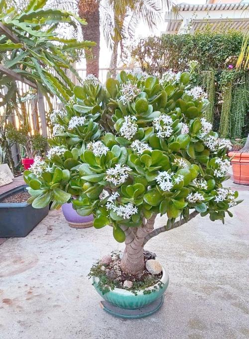 玉树盆栽有何独特功效与作用？-第2张图片-吾爱花网