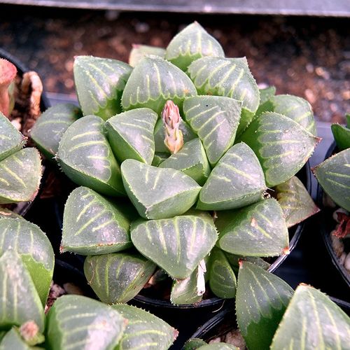 多层芦苇多肉有哪些品种？-第3张图片-吾爱花网