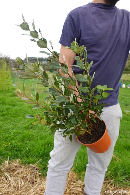 蓝莓盆栽冬天会落叶吗？-第3张图片-吾爱花网