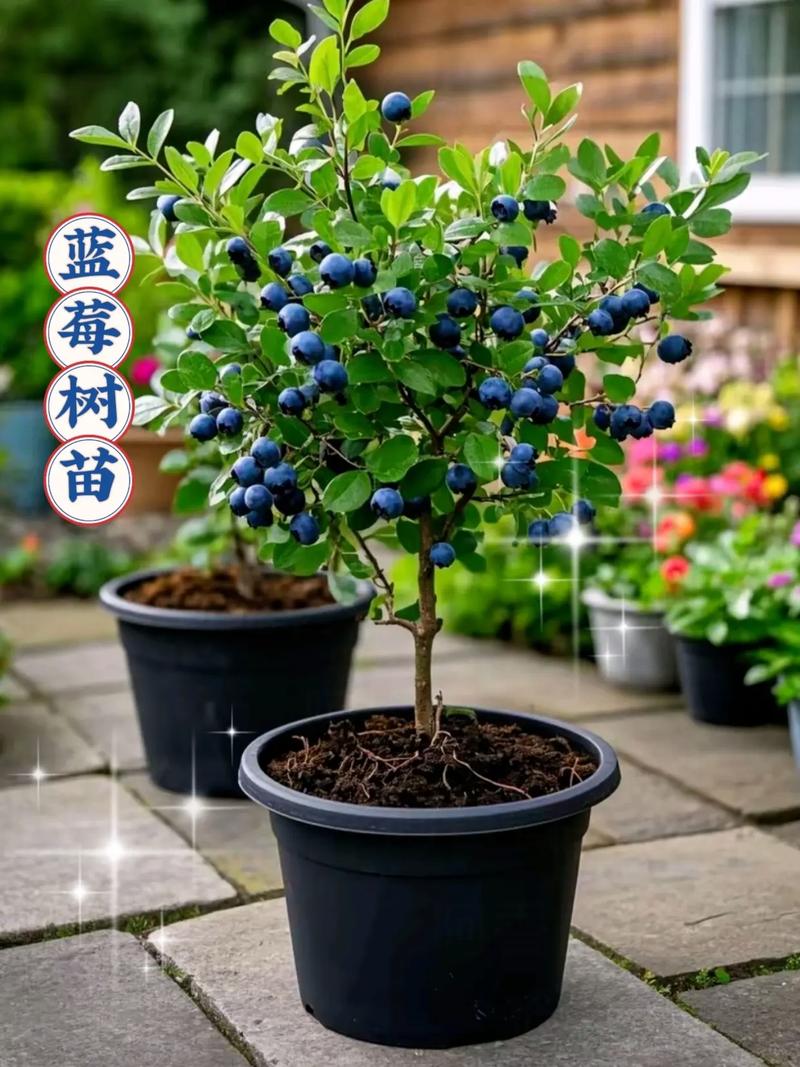 蓝莓盆栽冬天会落叶吗？-第2张图片-吾爱花网