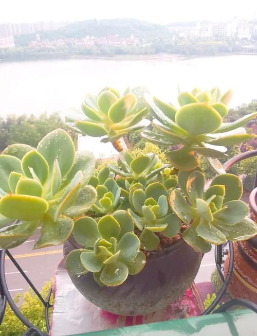 多肉植物温差怎么制造？-第1张图片-吾爱花网