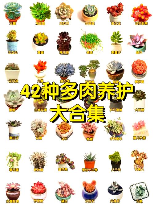 多肉植物温差怎么制造？-第2张图片-吾爱花网