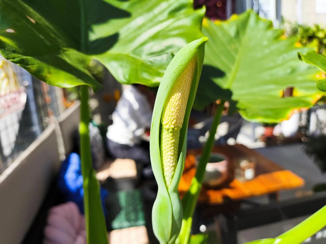 水培植物根部发红是何原因？-第3张图片-吾爱花网