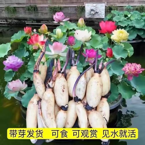 水培植物根部发红是何原因？-第2张图片-吾爱花网