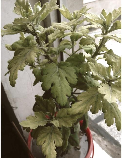 盆栽菊花为何会变色？-第1张图片-吾爱花网