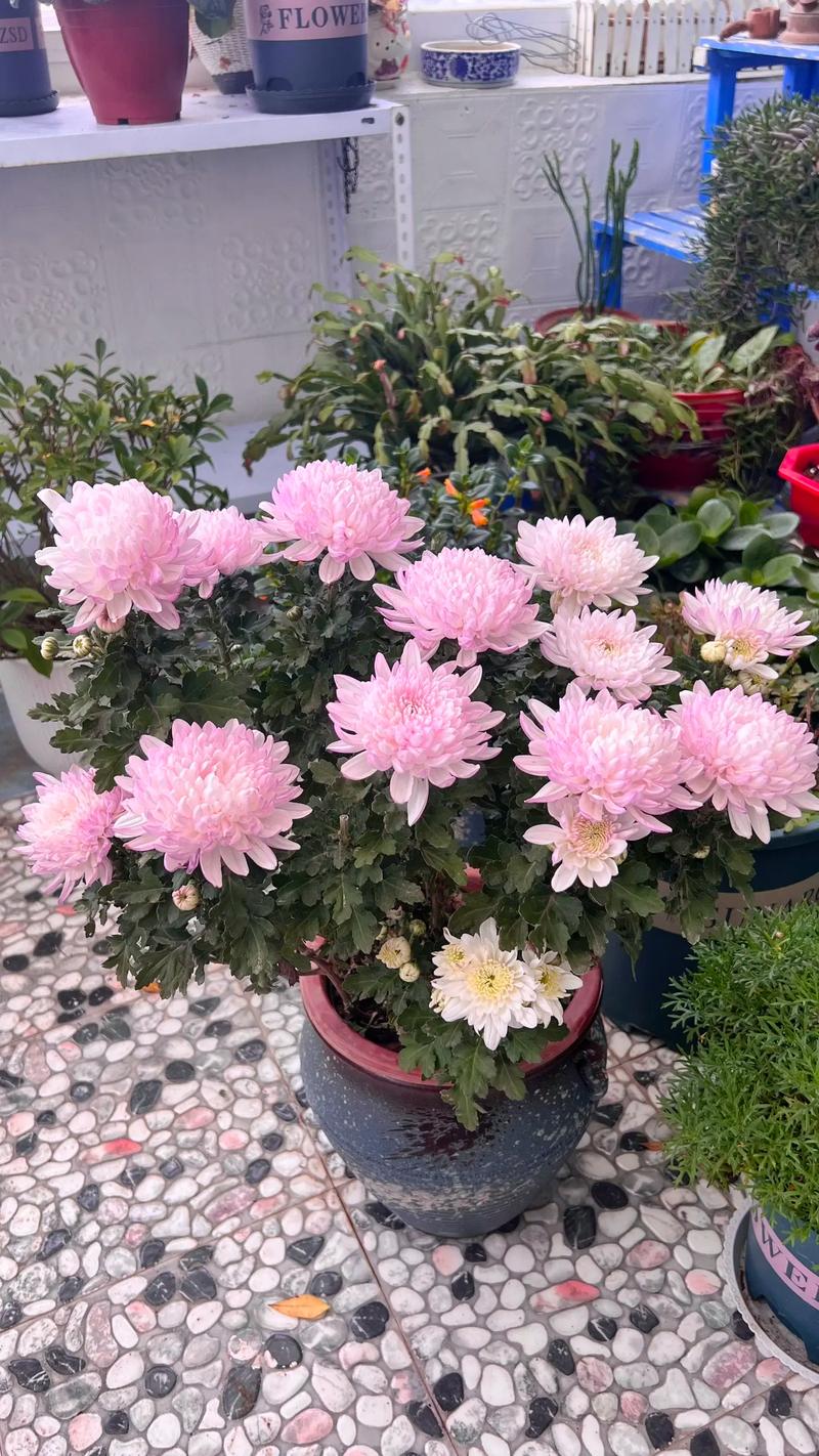 盆栽菊花为何会变色？-第2张图片-吾爱花网