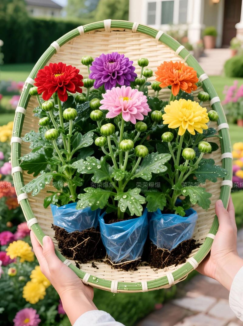 盆栽菊花为何会变色？-第3张图片-吾爱花网