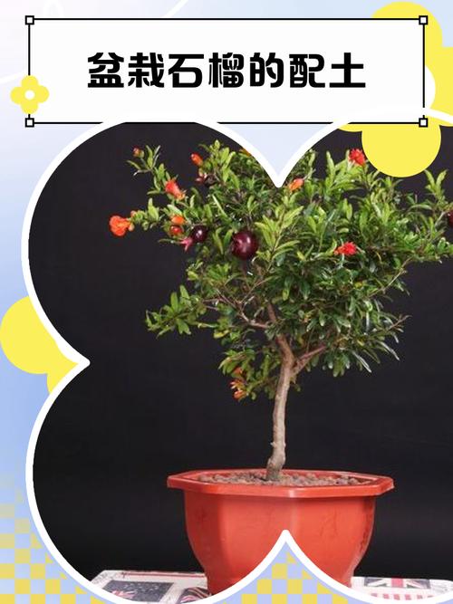 盆栽石榴配土，用什么土最合适？-第1张图片-吾爱花网