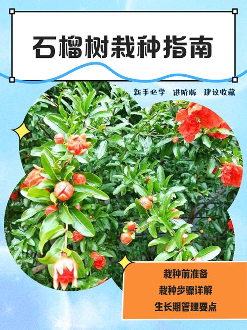 盆栽石榴配土，用什么土最合适？-第2张图片-吾爱花网