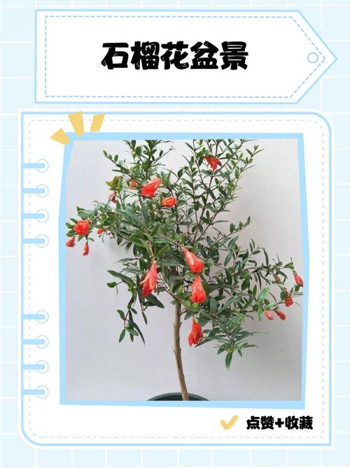 盆栽石榴配土，用什么土最合适？-第3张图片-吾爱花网