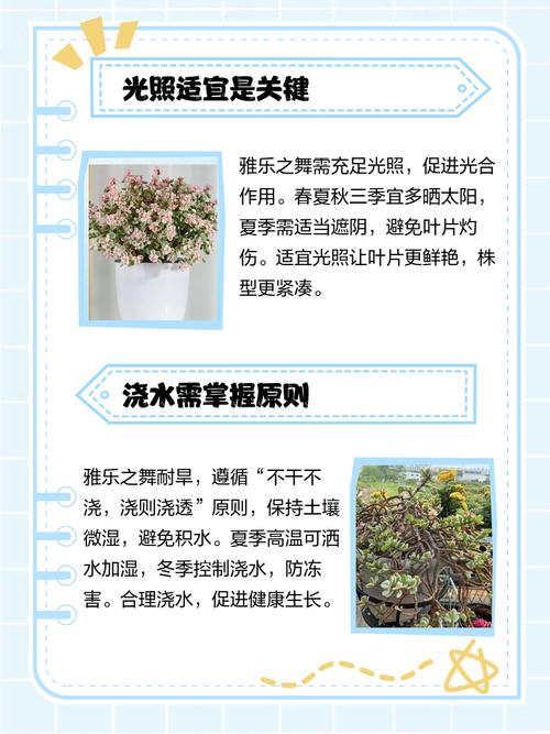 雅乐之舞多肉养殖技巧有哪些？-第2张图片-吾爱花网