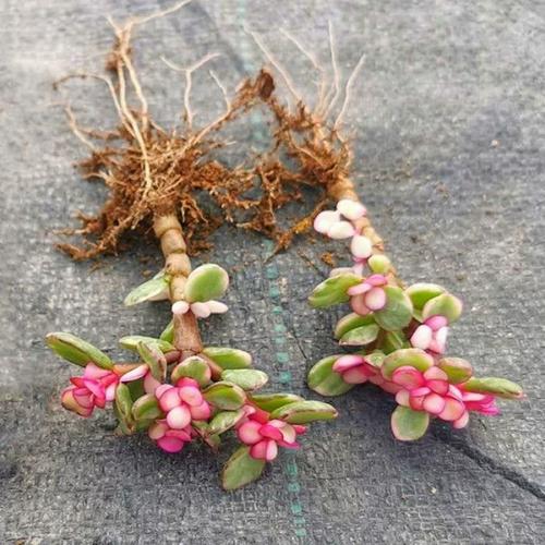 雅乐之舞多肉养殖技巧有哪些？-第3张图片-吾爱花网