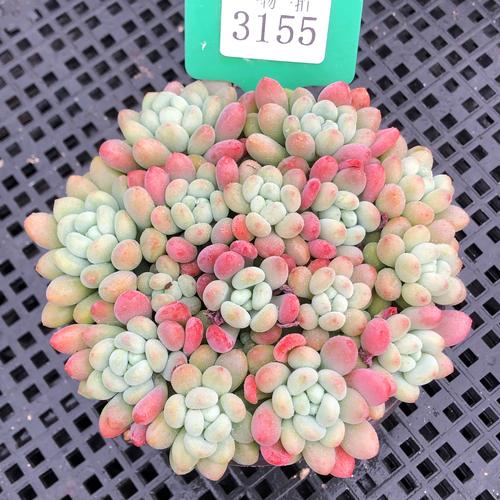 多肉达芙妮怎么养才好看？-第2张图片-吾爱花网