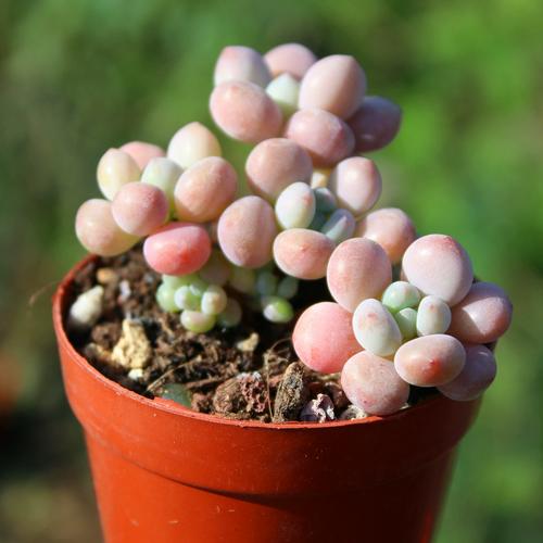 多肉达芙妮怎么养才好看？-第3张图片-吾爱花网