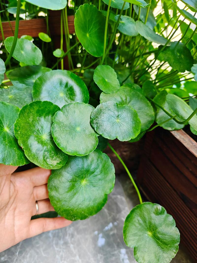 铜钱草水培需加泥吗？-第2张图片-吾爱花网